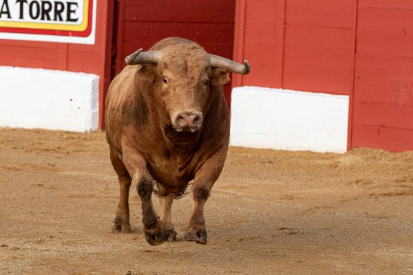 Tres ganaderías madrileñas este fin de semana en pueblos de la región
