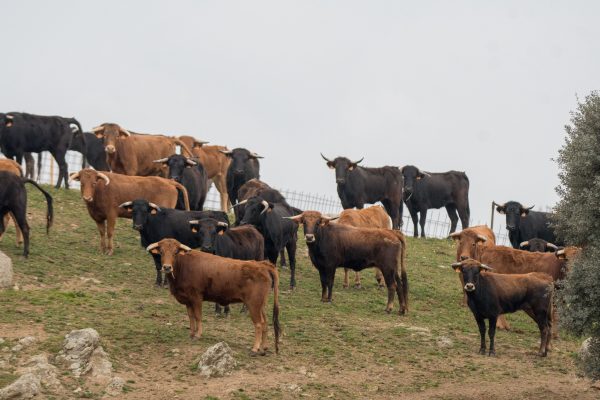 Los ganaderos de Madrid responden a la afición