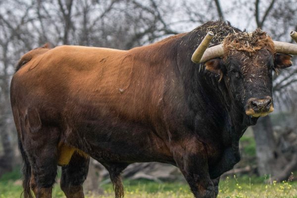 Los toros de Montealto y Montecillo para este domingo