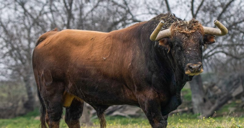 Los toros de Montealto y Montecillo para este domingo