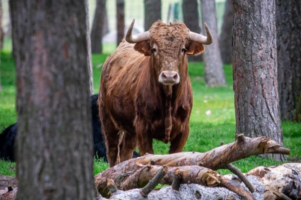 El toro bravo, un motor económico para el medio rural