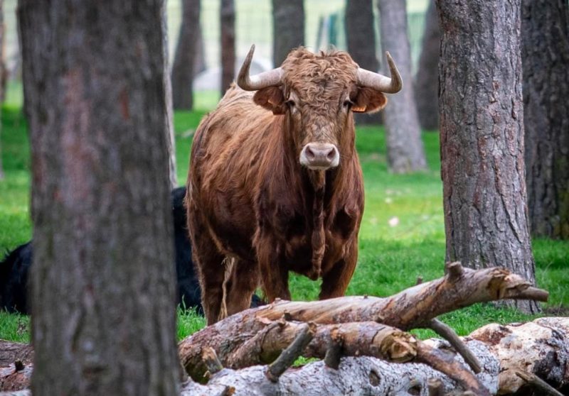 El toro bravo, un motor económico para el medio rural