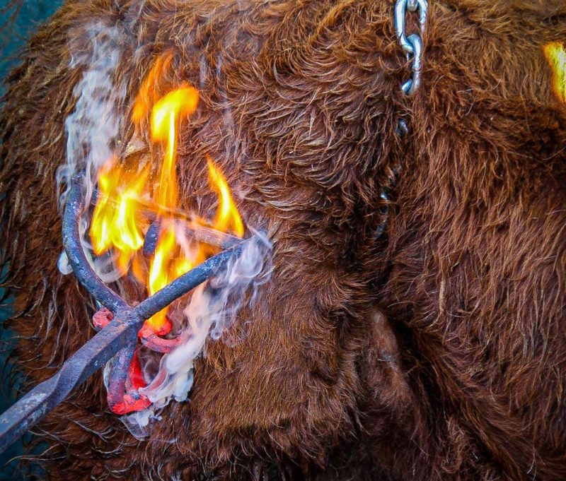 El herradero, una labor de campo sin igual