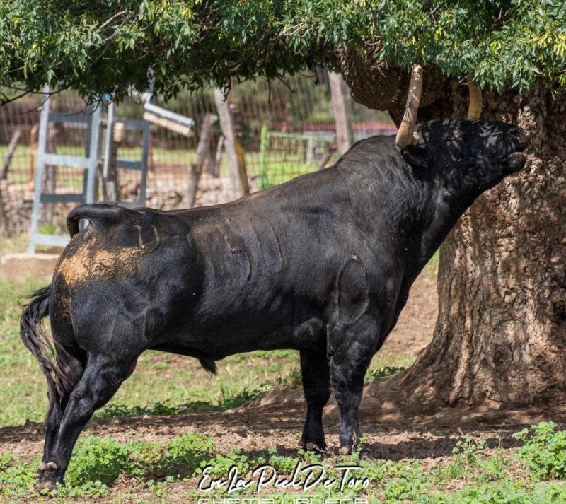 Una semana de ensueño resumida en cinco titulares