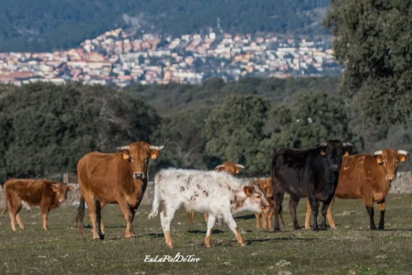 Cinco ganaderías y unos números para encumbrar el campo madrileño