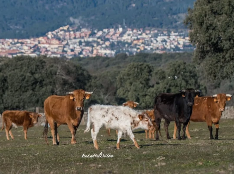 Cinco ganaderías y unos números para encumbrar el campo madrileño
