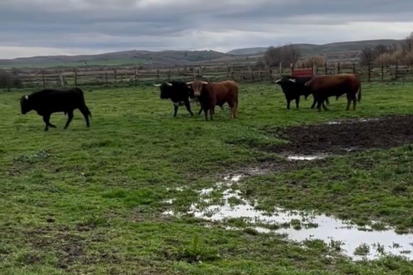 La lluvia, un problema añadido que debería ser un respiro