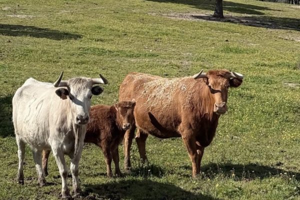 Aumenta en 2024 el número de vacas nodrizas en el campo bravo español