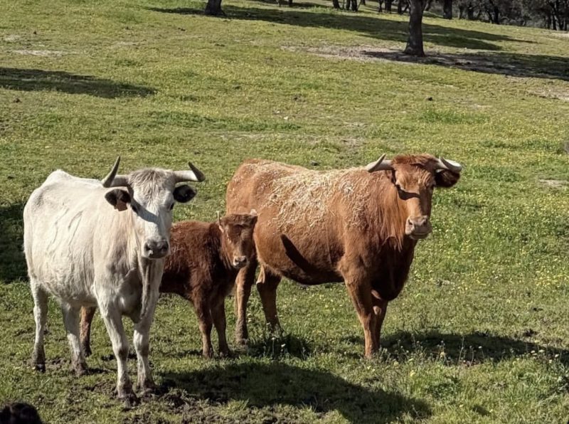 Aumenta en 2024 el número de vacas nodrizas en el campo bravo español