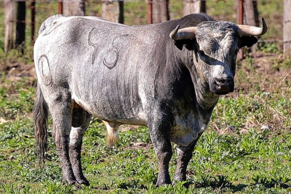 Dos ganaderías andaluzas mañana en Alalpardo para la cuarta de la Copa Chenel