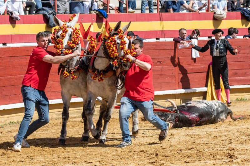 Un novillo de Guerrero y Carpintero de vuelta al ruedo en El Álamo