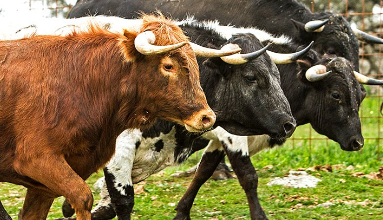 Importante duelo ganadero en la novillada de este domingo en El Álamo