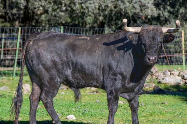 Torrenueva y El Retamar este viernes en Navas del Rey