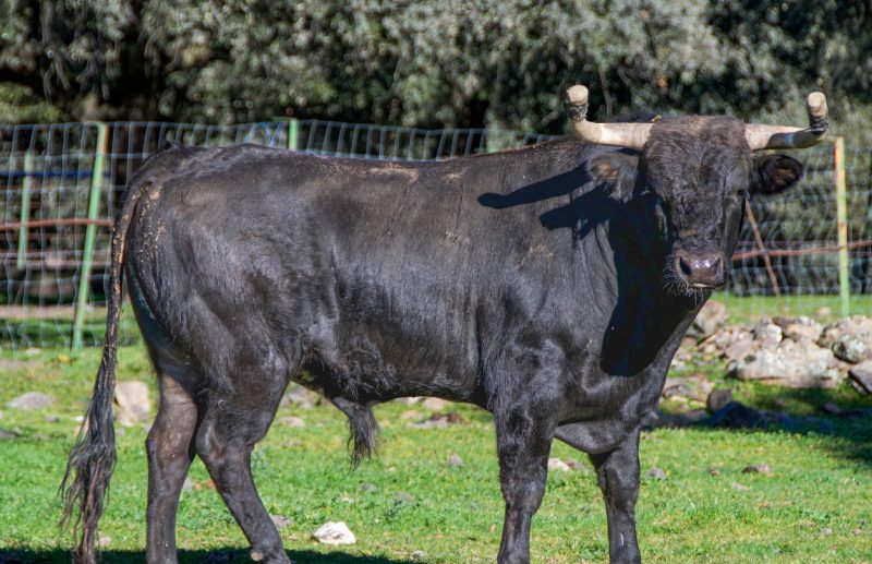 Torrenueva y El Retamar este viernes en Navas del Rey
