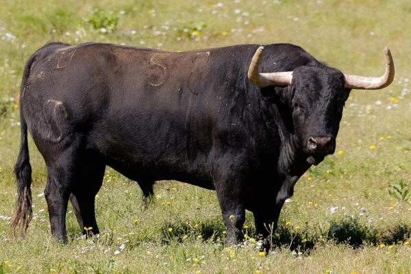 Moreno Pérez-Tabernero y Las Monjas, este domingo en Estremera