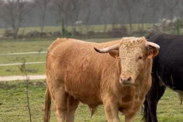 El crotal, un elemento clave en el campo bravo