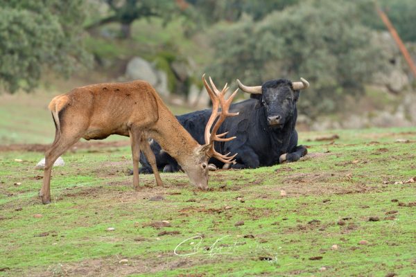 BIAnexia, el campo y la IA de la mano para la mejora de vida del ganado en la dehesa