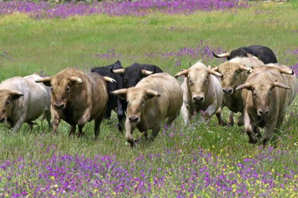 Aurelio Hernando, este sábado en la Copa Chenel por Telemadrid