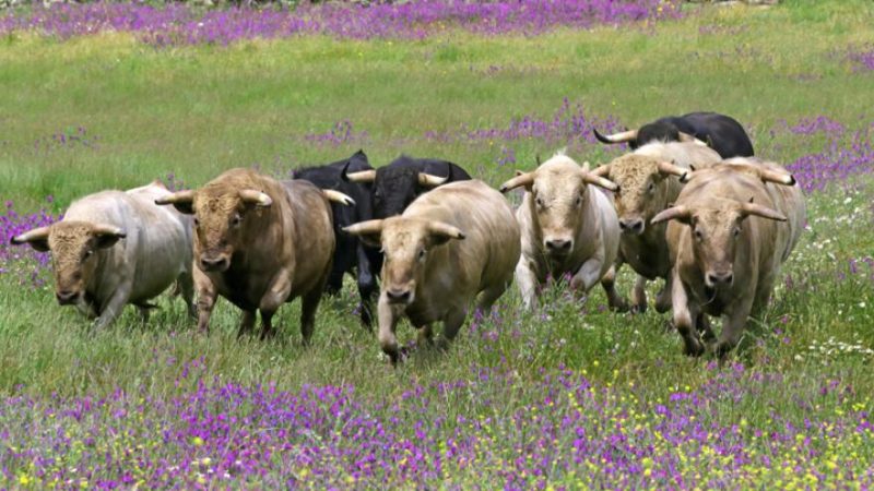 Aurelio Hernando, este sábado en la Copa Chenel por Telemadrid