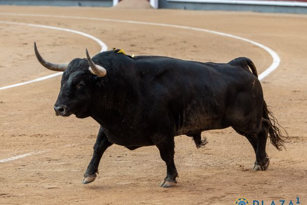 El mejor toro de San Isidro pastaba en la Comunidad de Madrid