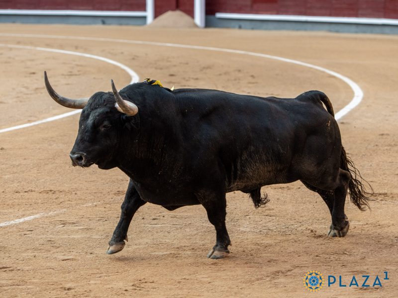 El mejor toro de San Isidro pastaba en la Comunidad de Madrid