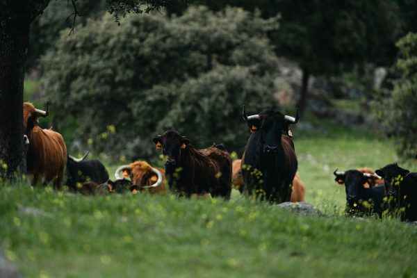 La alimentación en verano del toro en la Comunidad de Madrid