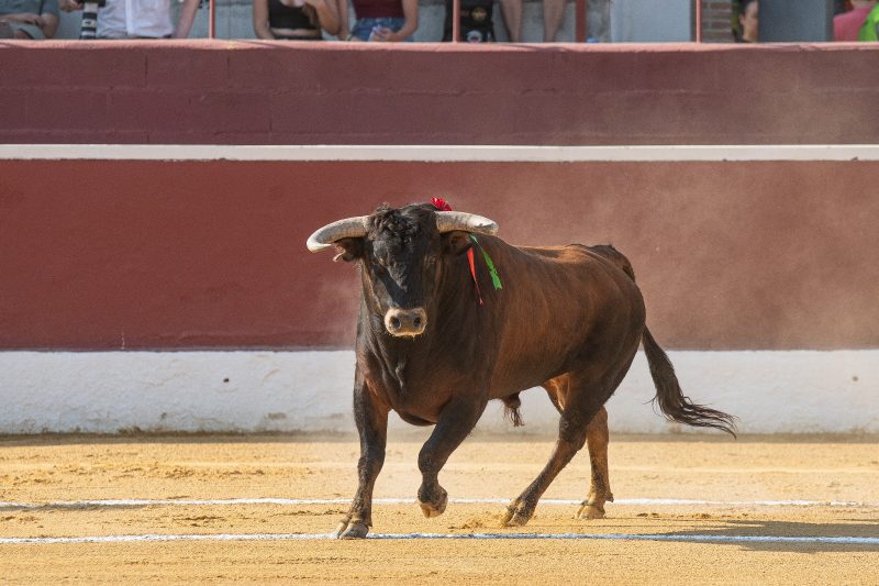 Las ganaderías madrileñas reafirman su momento en el Circuito de Madrid 2025