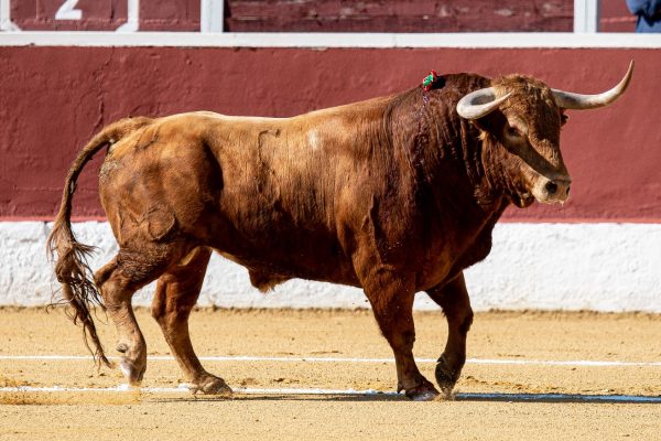 Las ganaderías madrileñas arrojan datos muy positivos en la Copa Chenel 2025