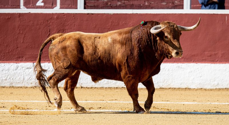 Las ganaderías madrileñas arrojan datos muy positivos en la Copa Chenel 2025
