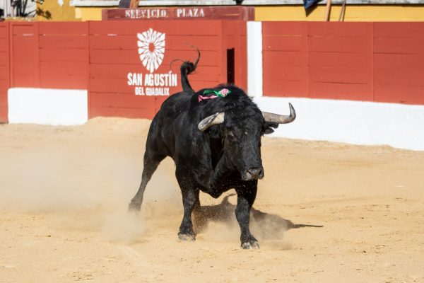 Cuatro ganaderías madrileñas, protagonistas de la Feria de Moncalvillo