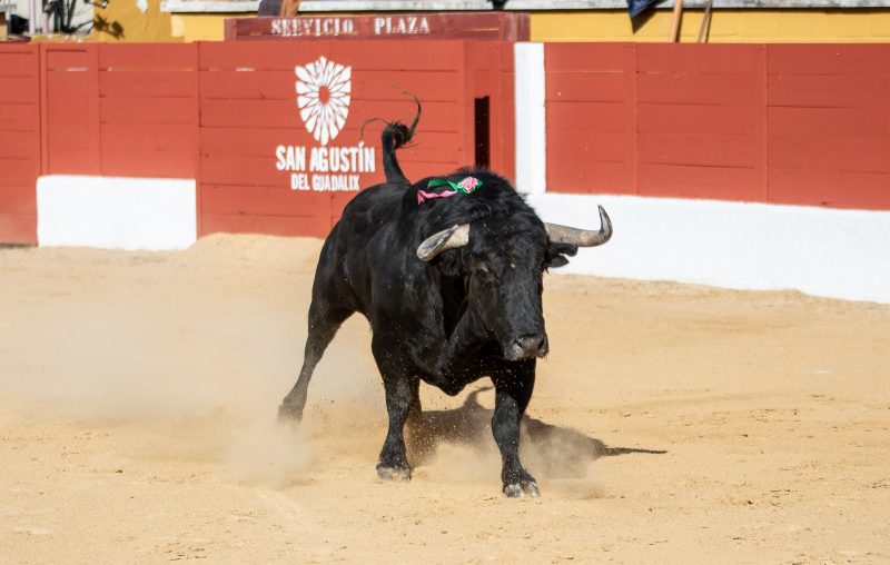 Cuatro ganaderías madrileñas, protagonistas de la Feria de Moncalvillo