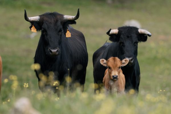 Las edades del toro bravo