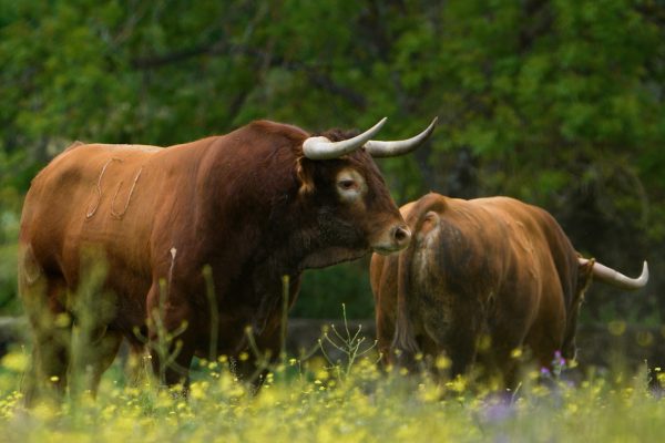 El Año Ganadero y el Guarismo en el toro bravo