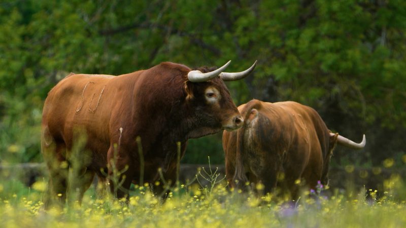 El Año Ganadero y el Guarismo en el toro bravo