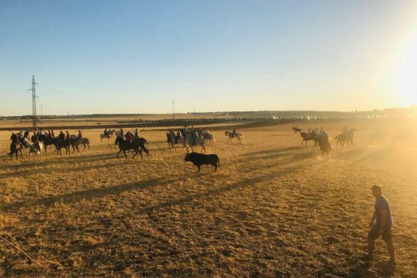 Ajalvir recupera los encierros campestres tres décadas después