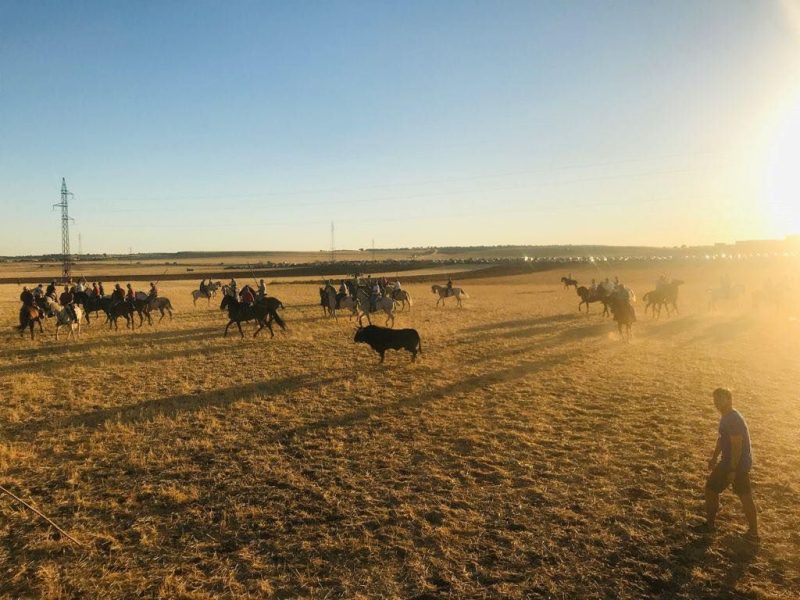 Ajalvir recupera los encierros campestres tres décadas después