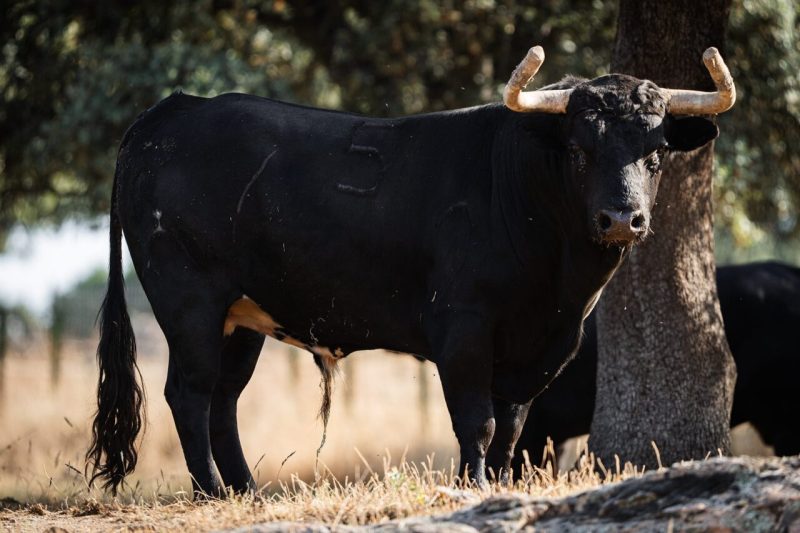 La ganadería El Retamar, premiada por partida doble en Arganda del Rey