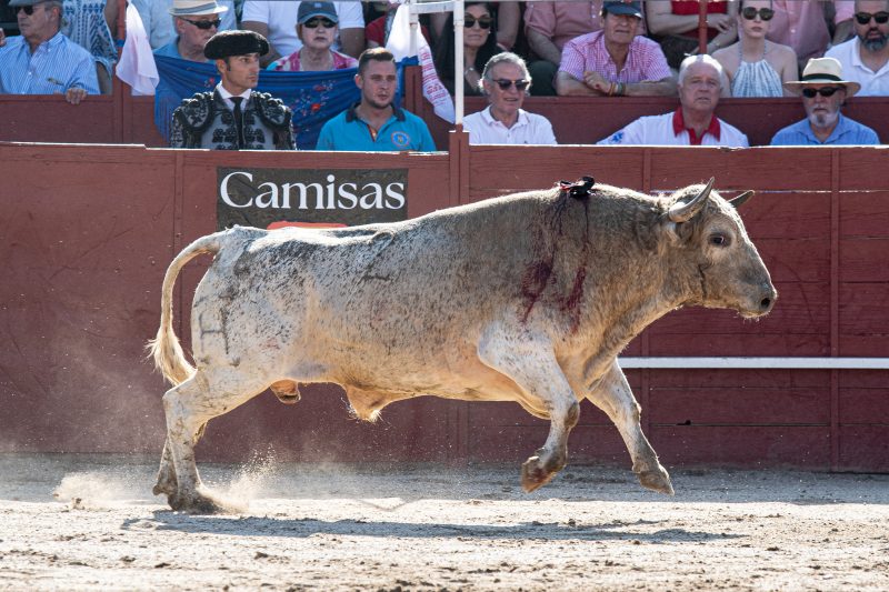 Las capas de los toros de la Copa Chenel 2025