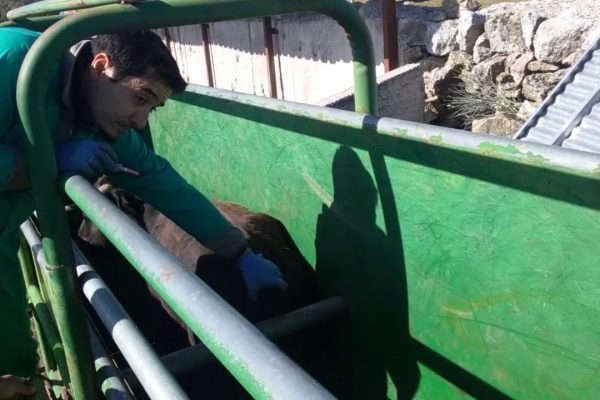 El saneamiento en la ganadería brava, una labor imprescindible