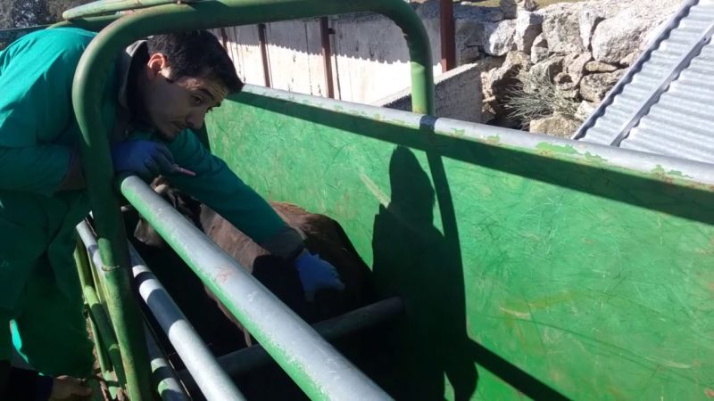 El saneamiento en la ganadería brava, una labor imprescindible