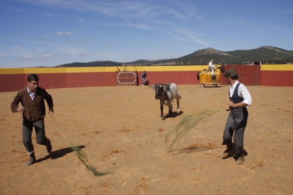 El tentadero de machos, una prueba muy específica en el campo bravo