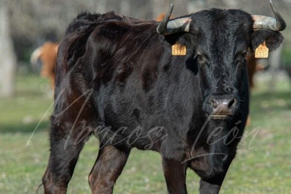 Los Hermanos Pérez Cabezudo se adentran en el encaste Santa Coloma