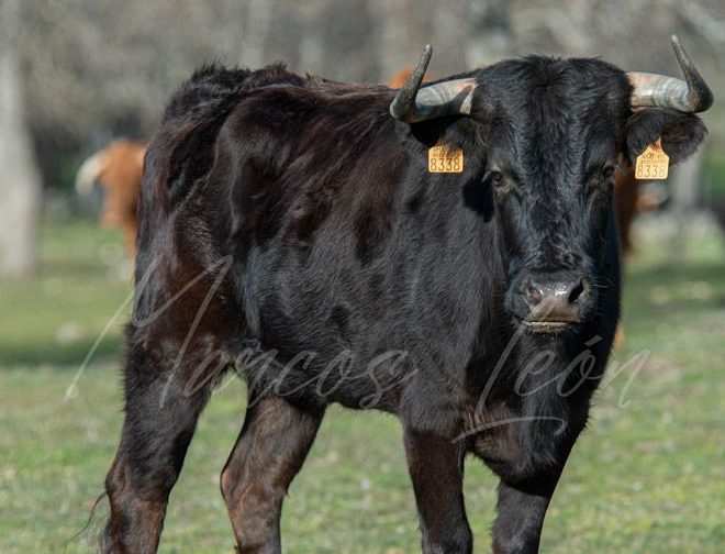 Los Hermanos Pérez Cabezudo se adentran en el encaste Santa Coloma