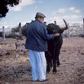 El toro que dejó en pena a Antoñete y por el que disolvió la ganadería