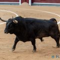 Importante presencia de las ganaderías madrileñas en plazas de primera categoría en 2025
