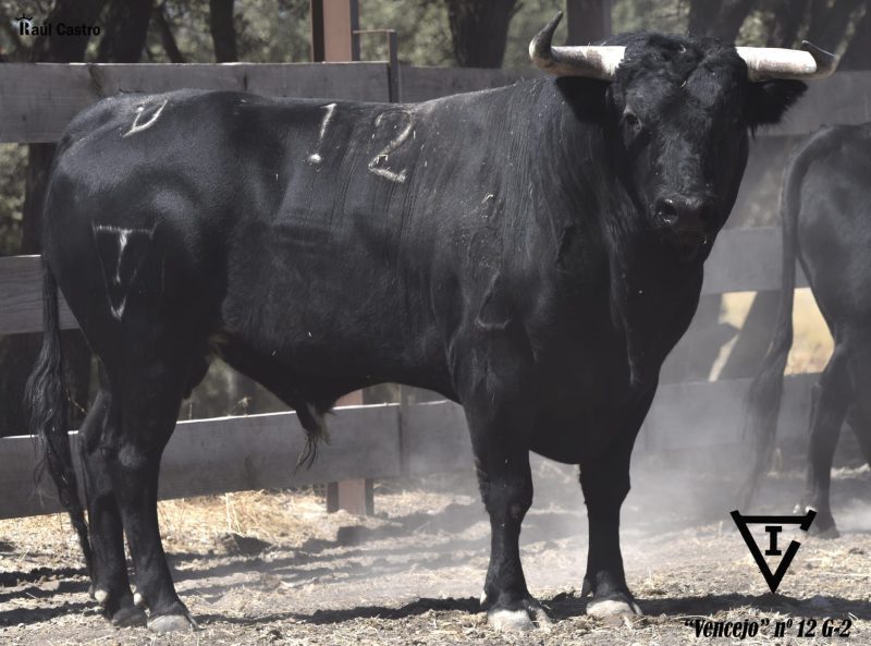 «Vencejo» de San Isidro, mejor novillo de Algemesí