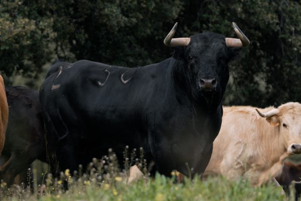 La RUCTL presenta en Sevilla el Libro Verde del Toro Bravo