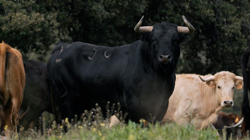 La RUCTL presenta en Sevilla el Libro Verde del Toro Bravo