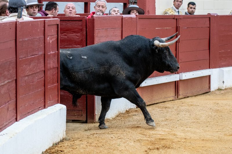 Las ganaderías madrileñas refrendan con triunfos el trabajo silencioso del campo