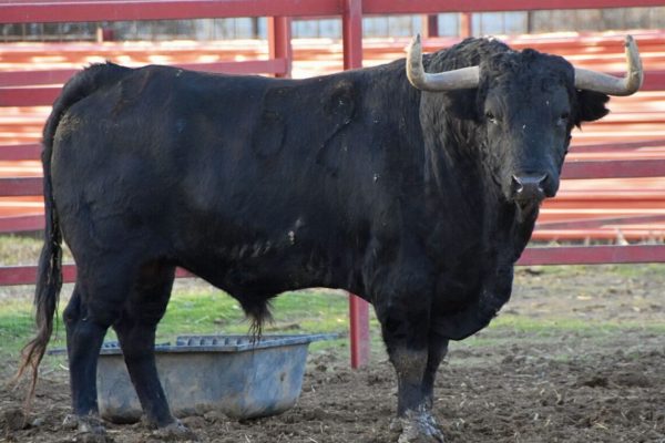 El I Toro de Cajón de Valdemorillo se llamará «Carterón»